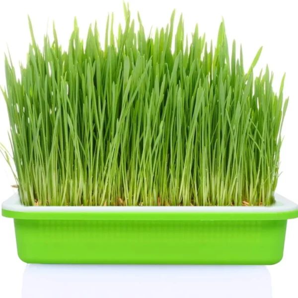 Plateau de germination​ – Image 3