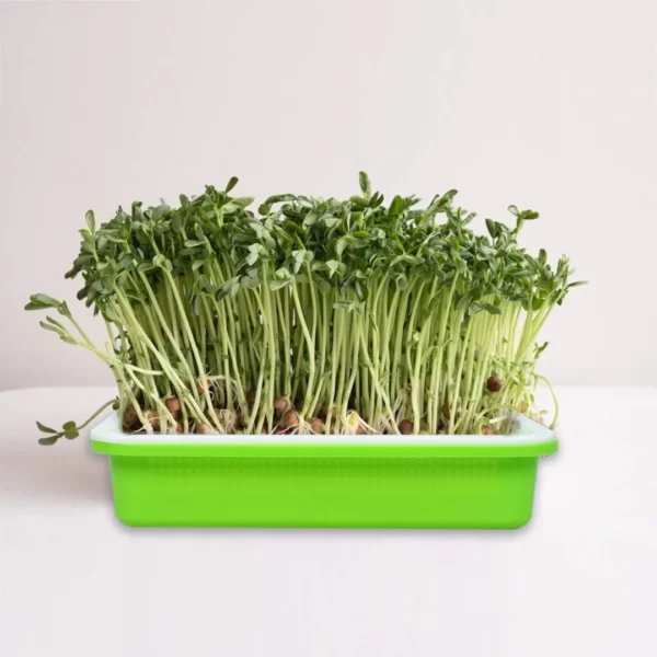 Plateau de germination​ – Image 4
