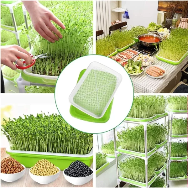 Plateau de germination​ – Image 5
