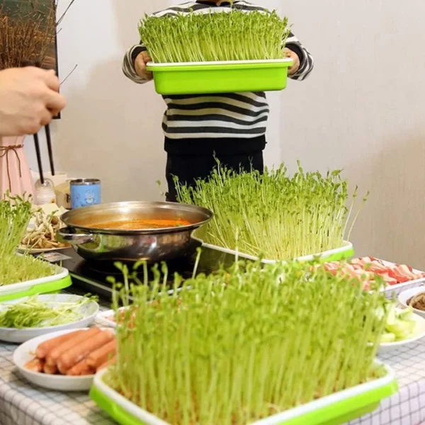 Plateau de germination​ – Image 6