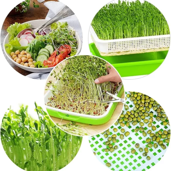 Plateau de germination​ – Image 7