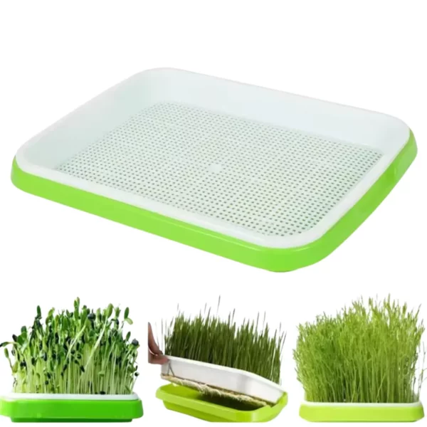 Plateau de germination​ – Image 8