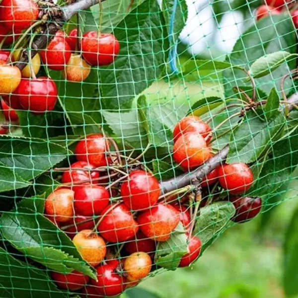 Filet de protection contre oiseaux pour potager – Image 6