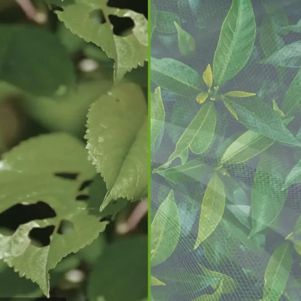 Filet de protection fraisiers jardin réutilisable – Protège efficacement vos récoltes contre oiseaux et nuisibles – Résistant et facile à installer – Image 5