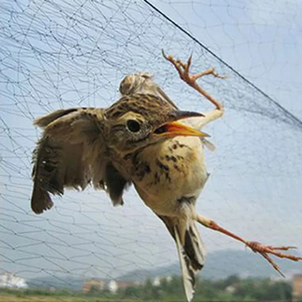 Filets de protection fruits contre oiseaux – Protégez vos récoltes efficacement sans produits chimiques – Image 2