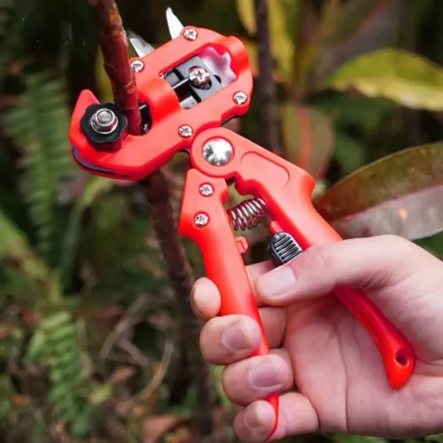 Kit greffage arbres fruitiers avec élastiques – Greffes faciles et réussies pour verger productif