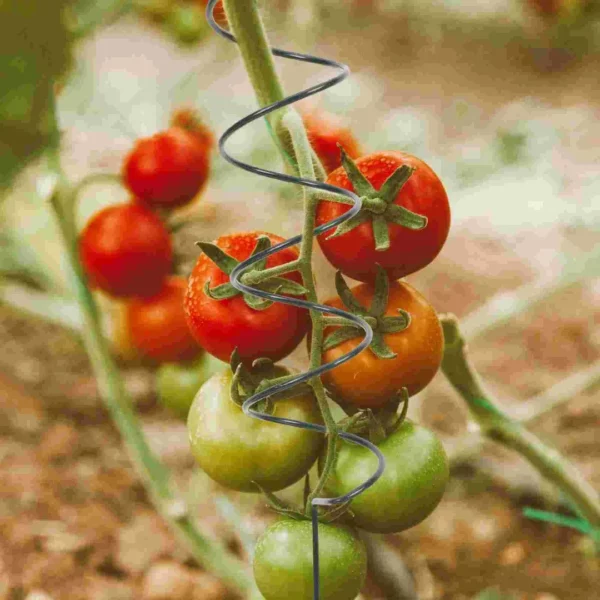 Support tomates tuteur plastique en spirale – Croissance optimale et maintien sécurisé des plants sans effort – Image 2